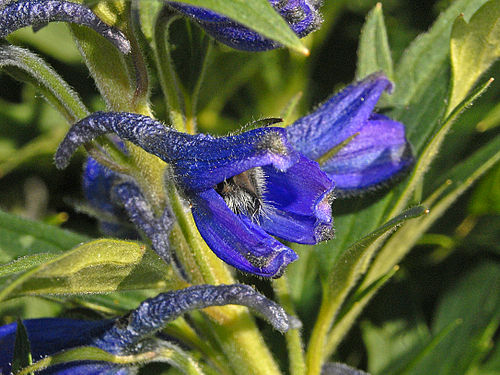 Delphinium brunonianum